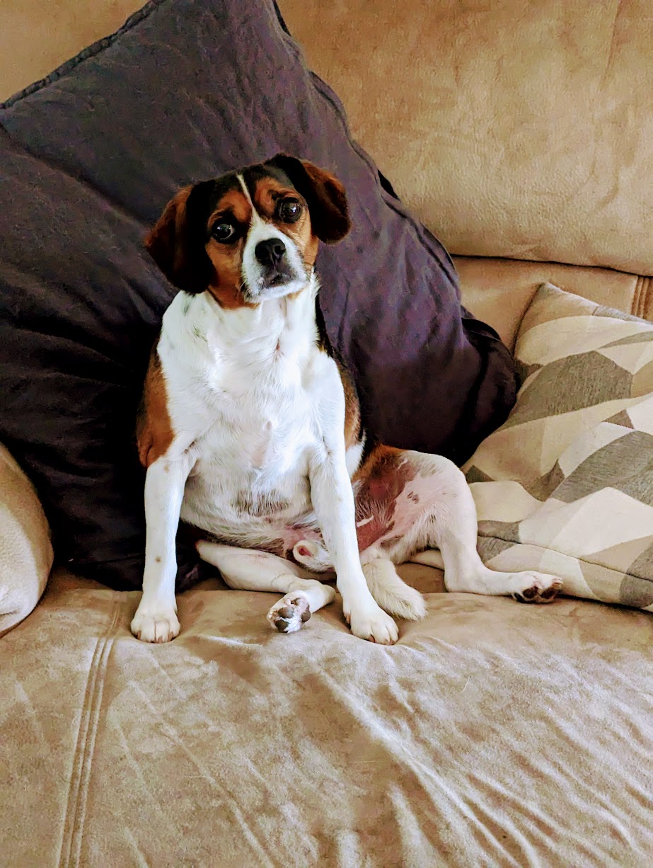 Stella sitting on the couch