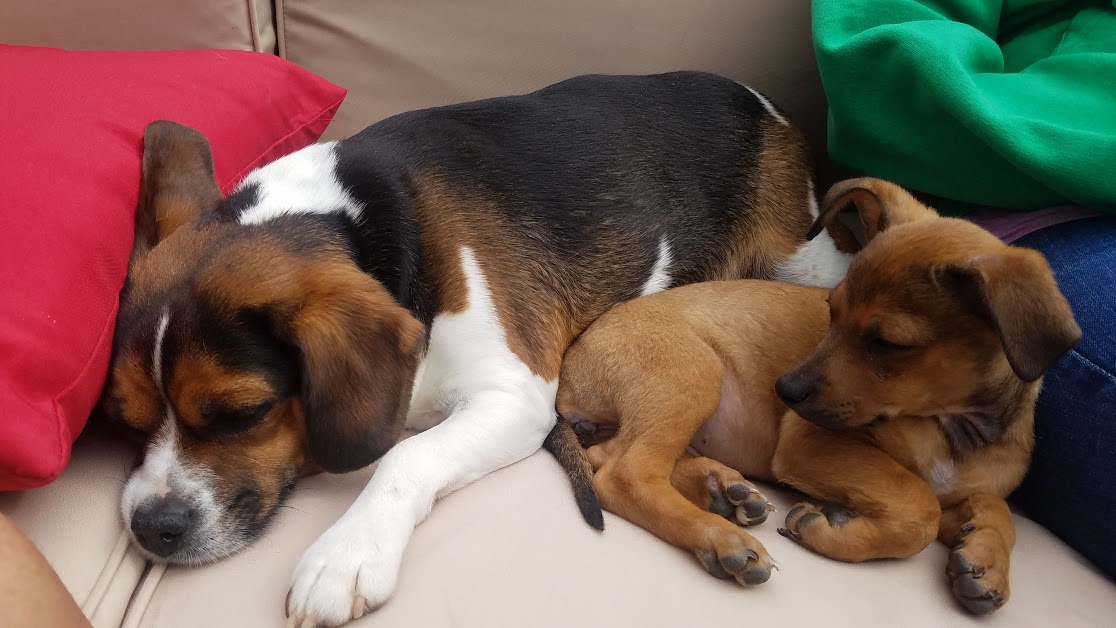 Sam and Stella snuggling